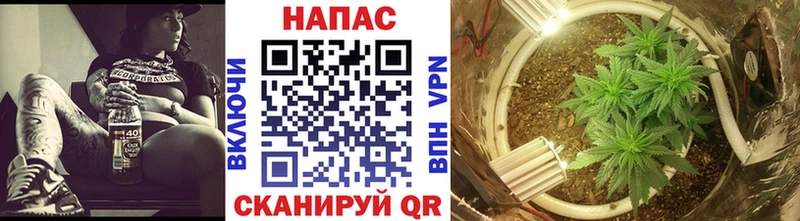 Марихуана сатива  Кувшиново 